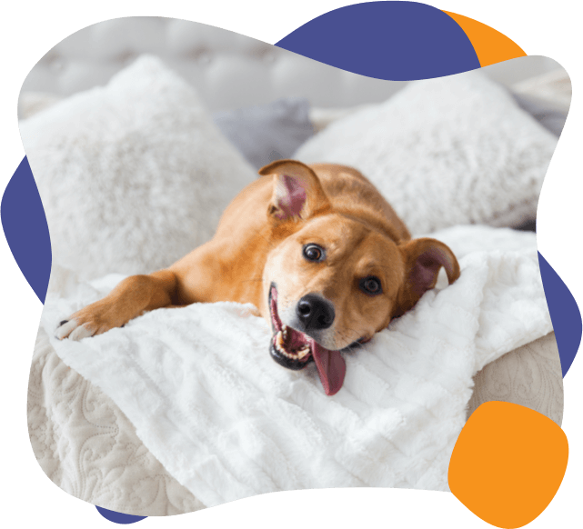 A dog lies on a bed with its tongue out